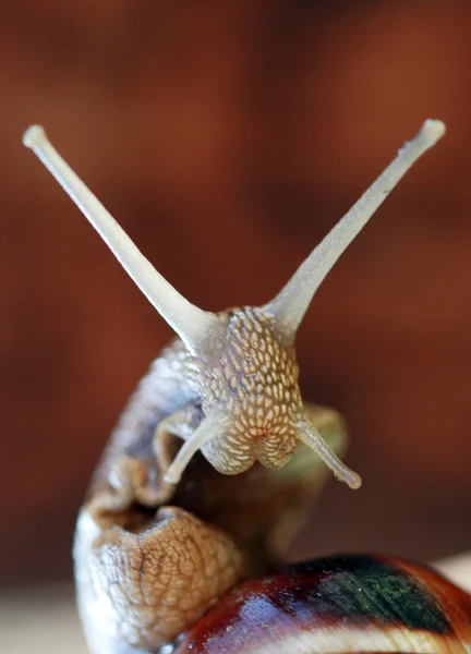 Caracol — Fotografia de Stock