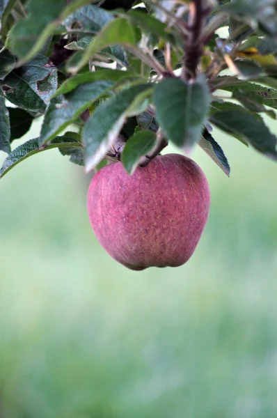Jabłko Ochard Rano — Zdjęcie stockowe
