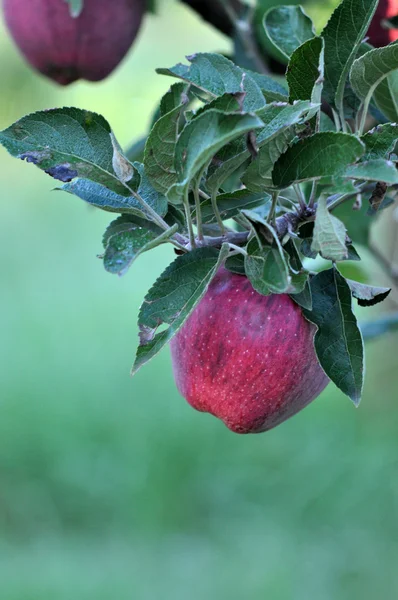 Goldene Ernte — Stockfoto