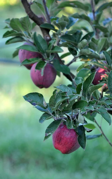 Goldene Ernte — Stockfoto