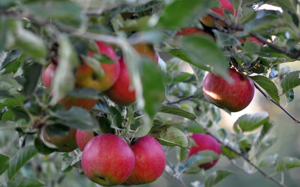 Goldene Ernte — Stockfoto