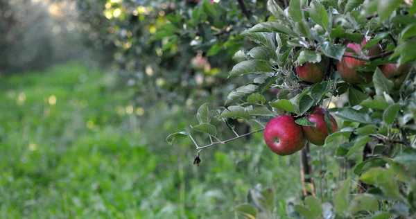 Jabłka w sadzie w październiku — Zdjęcie stockowe
