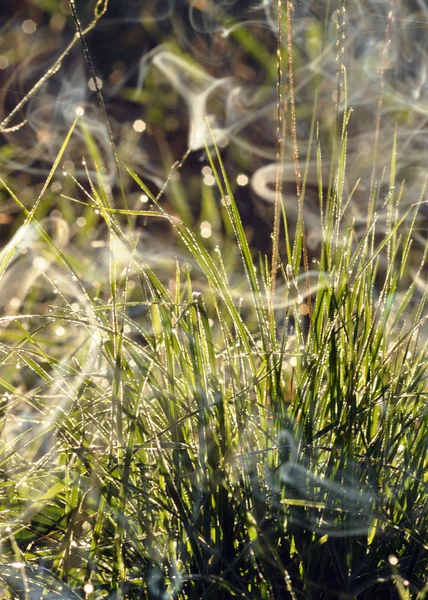 Утренняя трава с дымом — стоковое фото