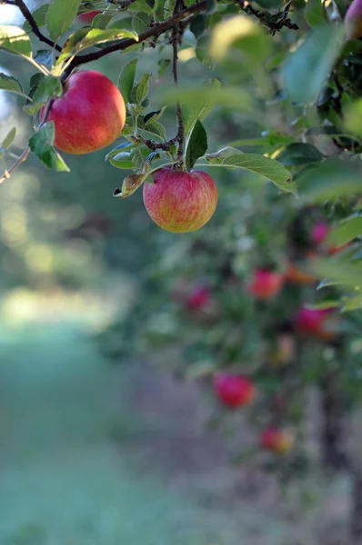 Goldene Ernte — Stockfoto