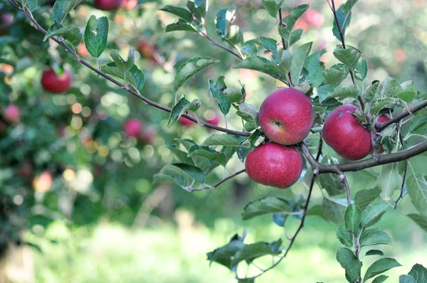 Huerto de manzanas — Foto de Stock