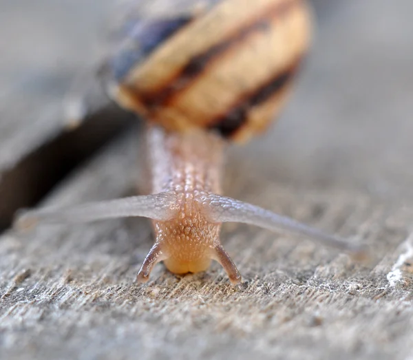 Gartenschnecke — Stockfoto