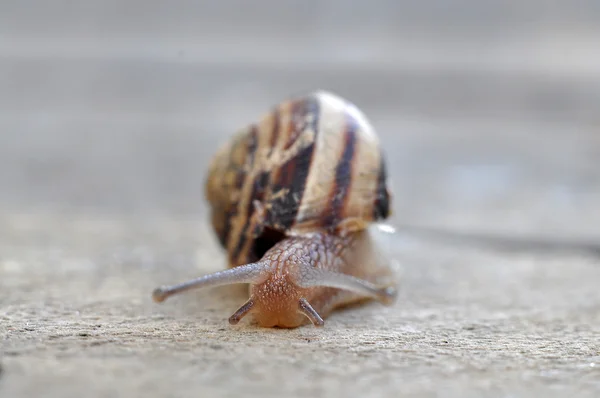 庭园蜗牛 — 图库照片