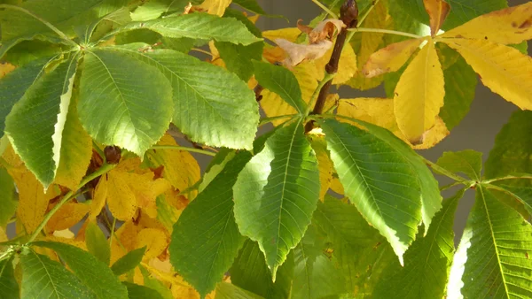 Hojas de nuez en otoño —  Fotos de Stock