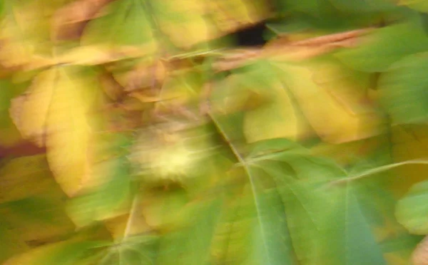 Otoño verde amarillo —  Fotos de Stock