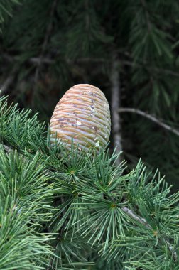 Pinecones