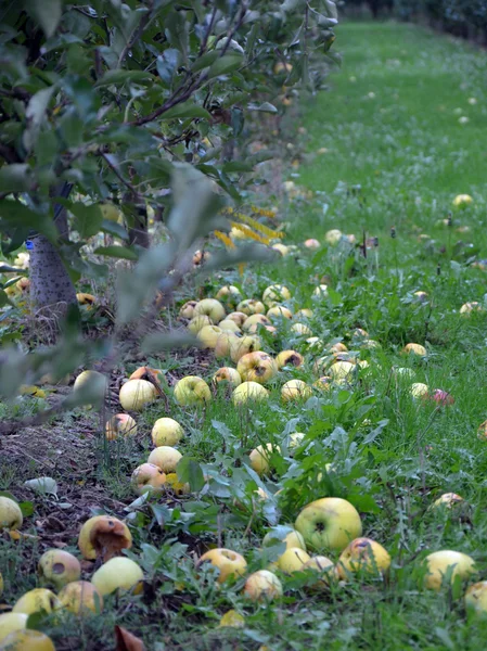 Appelboomgaard in oktober — Stockfoto