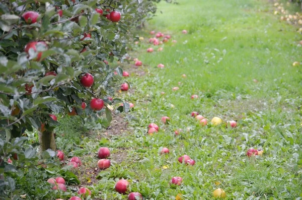 Яблочный сад в октябре — стоковое фото
