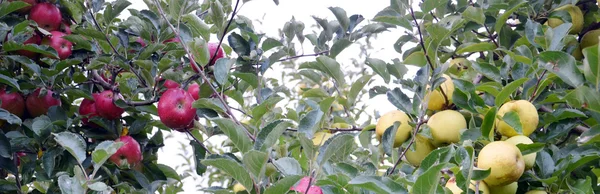 Ekim ayında elma bahçesi — Stok fotoğraf