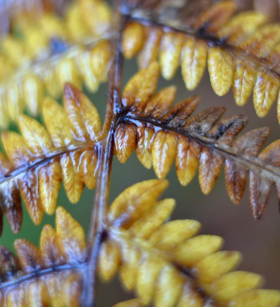 Fern leaves in autumn — Stock Photo, Image
