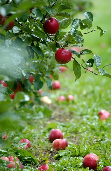 Apfelgarten im Oktober — Stockfoto