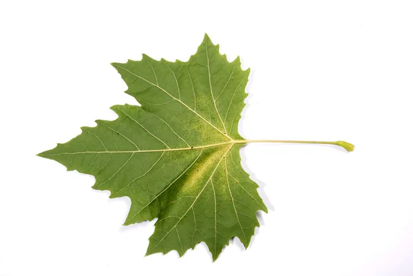 Herbstkonzept — Stockfoto