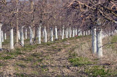Mantar ilacı ile kaplı ağaçlar ile eski elma bahçesi