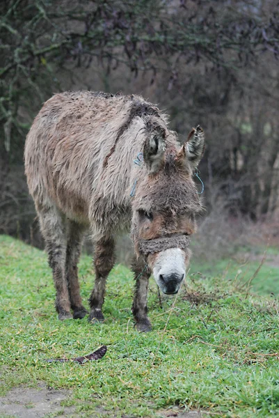 Pobre burro mojado bajo la lluvia — Foto de Stock