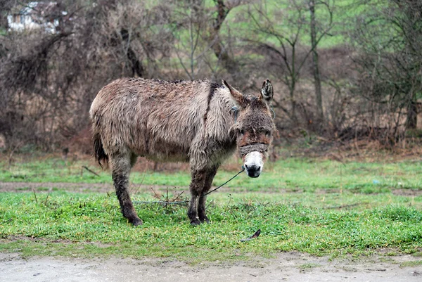 雨湿的可怜的驴子 — 图库照片