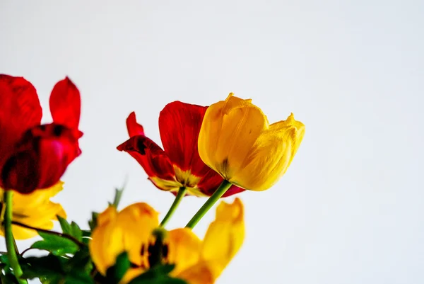 Gyönyörű sárga és piros tulipán — Stock Fotó
