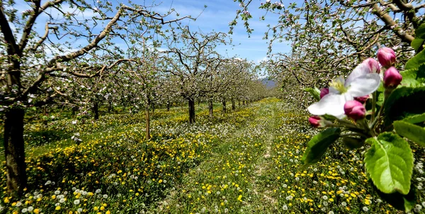 Panorama van een bloeiende appelboomgaard — Stockfoto