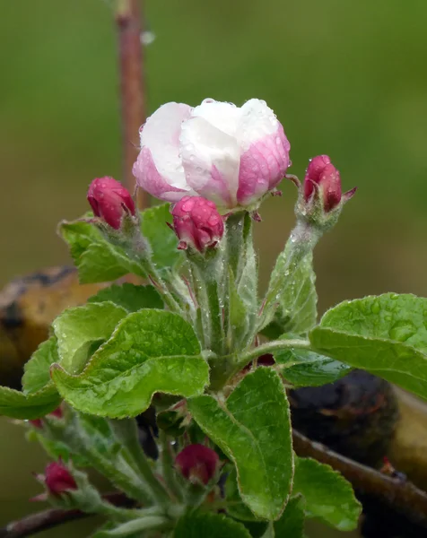 Äpple blommar efter regn — Stockfoto