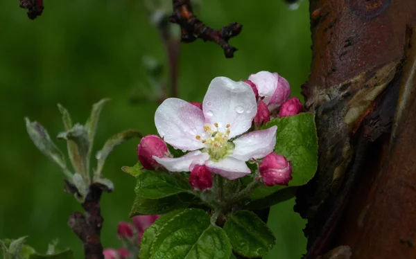 Flores de maçã após a chuva — Fotografia de Stock