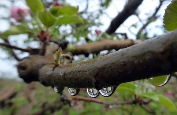 Капли дождя на яблоне — стоковое фото