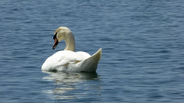 Weiße Schwäne — Stockfoto