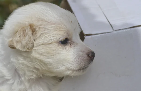 Cão poodle deixado em uma caixa de papelão para adoção — Fotografia de Stock