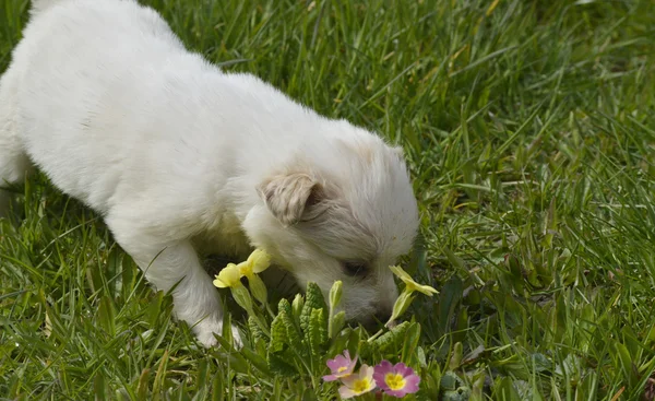 Oynayan sevimli fino köpeği köpek yavrusu — Stok fotoğraf
