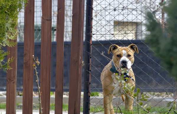 Amstaff kutya keres vályú a fém kerítés — Stock Fotó