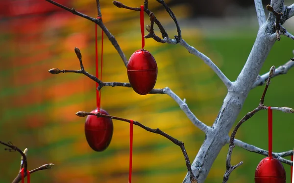Червоні великодні яйця на дереві — стокове фото