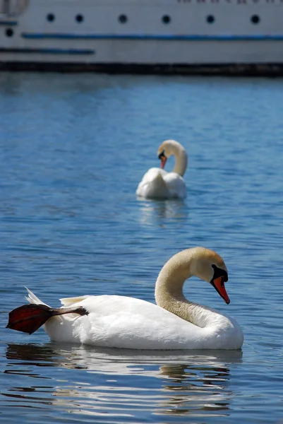 White swans — Stock Photo, Image