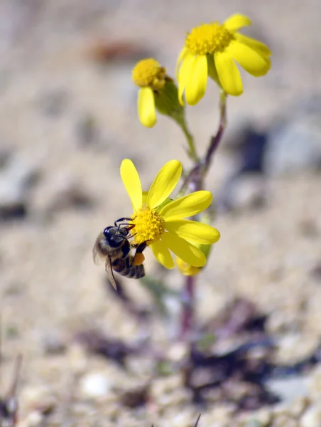 Пчела на цветке ромашки с желтыми лепестками — стоковое фото