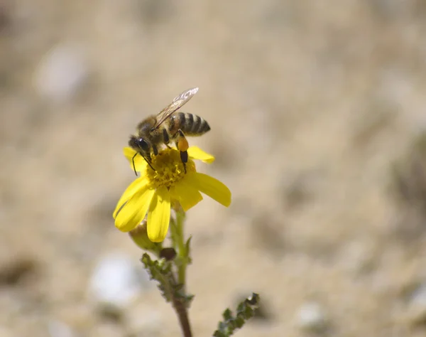 Biene auf der Kamillenblüte mit gelben Blütenblättern — Stockfoto