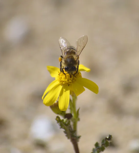 Biene auf der Kamillenblüte mit gelben Blütenblättern — Stockfoto