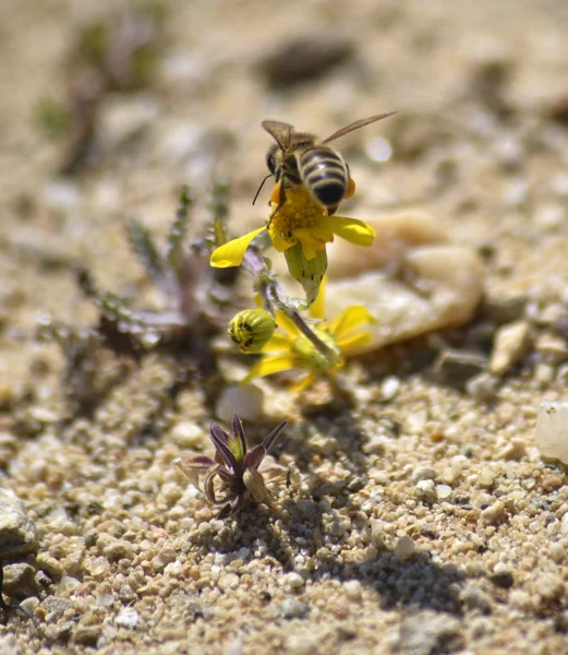 黄色の花びらを持つカモミールの花に蜂 — ストック写真