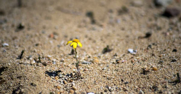 Λουλούδια ένα χαμομήλι με κίτρινο πέταλα — Φωτογραφία Αρχείου