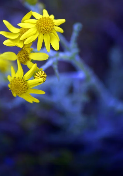 Fiori di una camomilla con petali gialli — Foto Stock