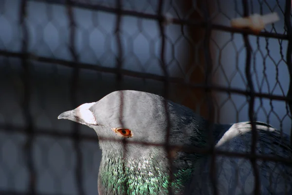 Duif in een kooi — Stockfoto