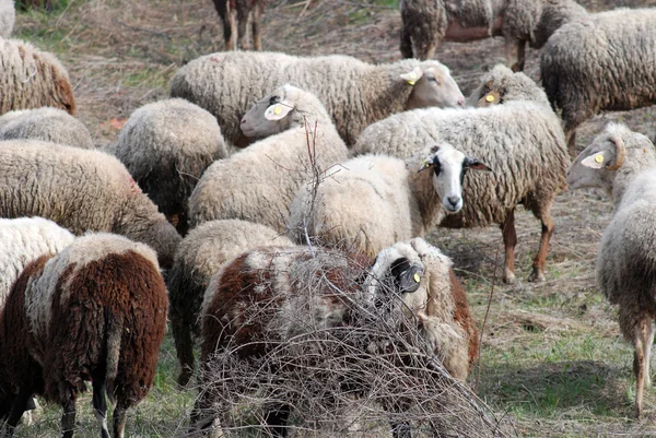 Koyun sürüsü — Stok fotoğraf