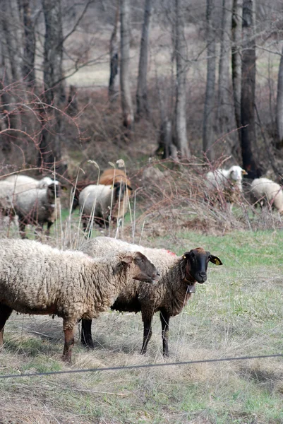 Kudde schapen — Stockfoto