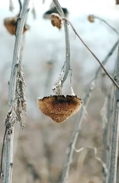 Зів'яла крапля соняшнику в полі — стокове фото