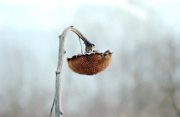 Cabeça de girassol murcha sem sementes no inverno — Fotografia de Stock
