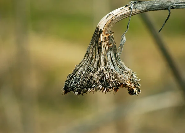 Tête de tournesol fanée sans graines en hiver — Photo