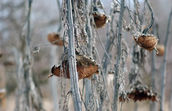 Cabeça de girassol murcha sem sementes no inverno — Fotografia de Stock