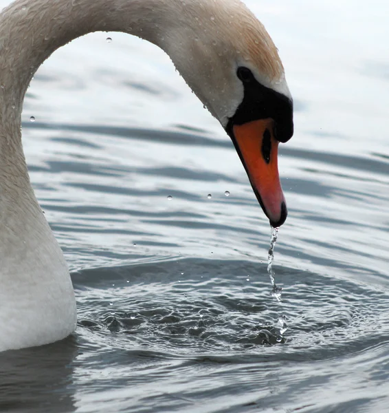 Zwaan-Vogel in een water — Stockfoto