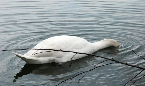 Pájaro cisne en el agua — Foto de Stock