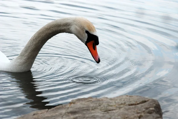 Pájaro cisne en el agua — Foto de Stock